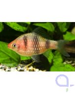 Purpurkopfbarbe - Puntius nigrofasciatus