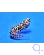 Salarias segmentatus 