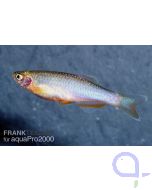 Schillerbärbling - Danio albolineatus