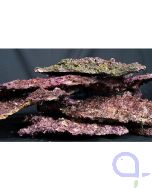 Real Reef Rock - Shelf Rock Platten