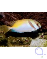 Siganus virgatus - Kopfband-Kaninchenfisch