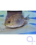 Siganus lineatus - Goldfleck-Kaninchenfisch Nachzucht