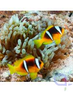 Amphiprion bicinctus - Rotmeer Anemonenfisch