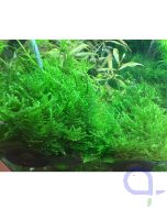 Taxiphyllum spec - Taiwan Moos Aquarium