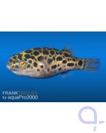 Grüner Kugelfisch - Tetraodon nigroviridis