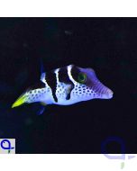 Canthigaster valentini - Sattel-Spitzkopfkugelfisch