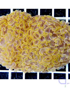 Euphyllia ancora "Banana-Split"