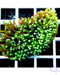Euphyllia glabrescens "Toxic Green"