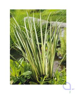 Acorus calamus Variegata - Bunter Kalmus