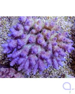 Acropora anthoceris - Tischförmig