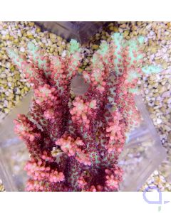 Acropora microclados - Strawberry Shortcake