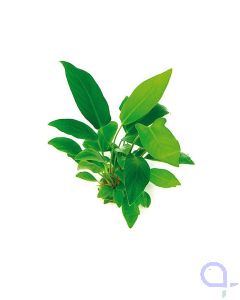 Anubias hastifolia - Herzblättriges Riesenspeerblatt