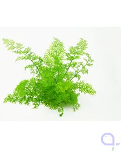 Ceratopteris thalictroides - Sumatrafarn
