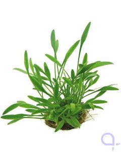 Cryptocoryne parva - Zwergwasserkelch