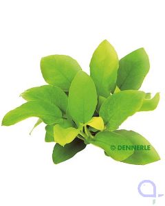 Anubias nana Gold - Goldenes Zwergspeerblatt