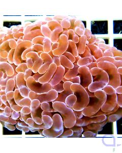 Euphyllia ancora "Pink Cloud"