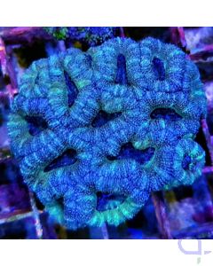 Acanthastrea lordhowensis Grün-Blau