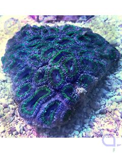 Acanthastrea - Green Stripe #3