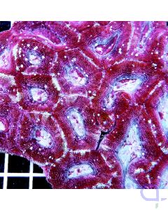 Acanthastrea bowerbanki Lila-Weiss XL