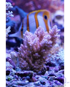 Acropora loripes