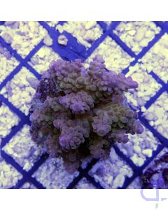Acropora grandis 