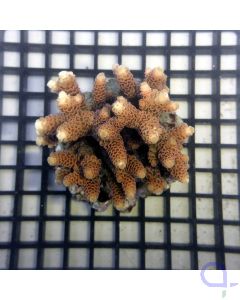 Acropora selago - Orange