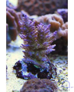 Acropora tricolor - Dreifarbige Steinkoralle
