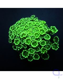 Alveopora gigas - Bright Tips - Ableger