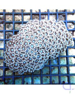 Alveopora sp. "Jack Frost"