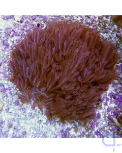 Anthelia sp.