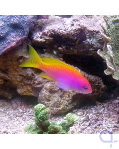 Pseudanthias bimaculatus - Zweifleck Fahnenbarsch