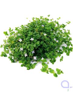 Bacopa australis - Südliches Fettblatt - Topfpflanze