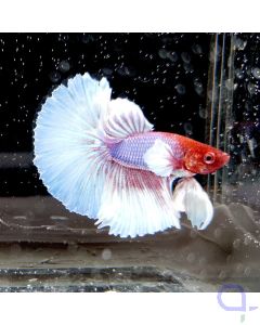 Kampffisch Dumbo Ear "Multicolor" Grade A - Betta splendens