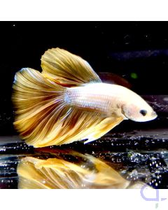 Kampffisch Halfmoon "Gold Nugget" - Betta splendens
