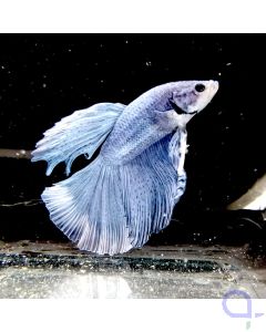 Kampffisch Halfmoon "Silver-Blue" - Betta splendens
