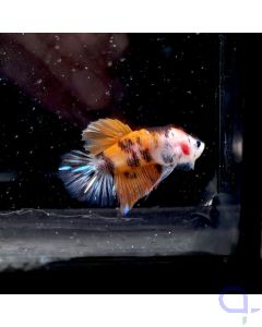 Kampffisch Candy "Blue Eyed Koi" - Betta splendens
