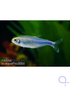 Blauer Perusalmler - Boehlkea fredcochui 