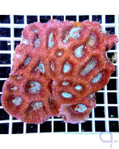 Acanthastrea bowerbanki Ultra