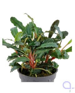 Bucephalandra sp. Red