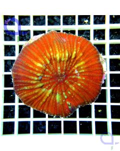 Australomussa rowleyensis Rot