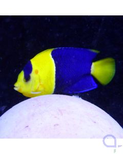 Centropyge bicolor Blaugelber Zwergkaiserfisch