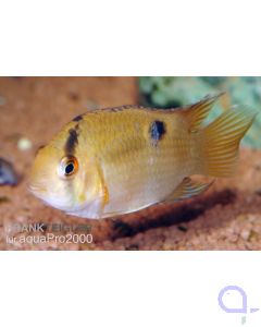 Cleithracara maronii - Maronibuntbarsch