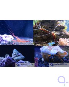 Abbildung Cleaning crew Big Pack