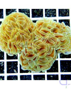 Euphyllia ancora Gelb