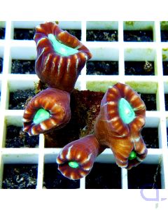 Caulastraea echinulata - Trompetenkoralle