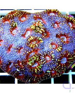 Acnthastrea echinata Blau Rot Ausschnitt