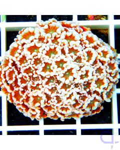 Alveopora sp. Orange Premium