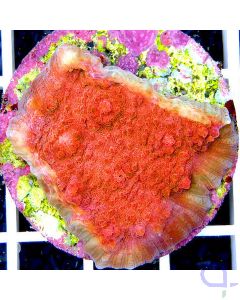 Echinophyllia Chalice Rot