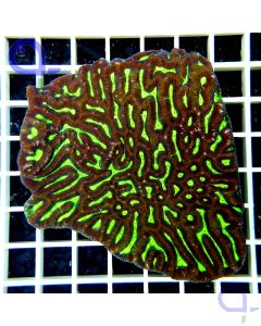 Platygyra Neongrün