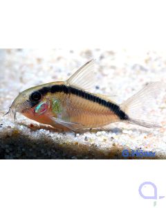 Stromlinien-Panzerwels - Corydoras arcuatus